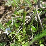 Gentiana aquatica