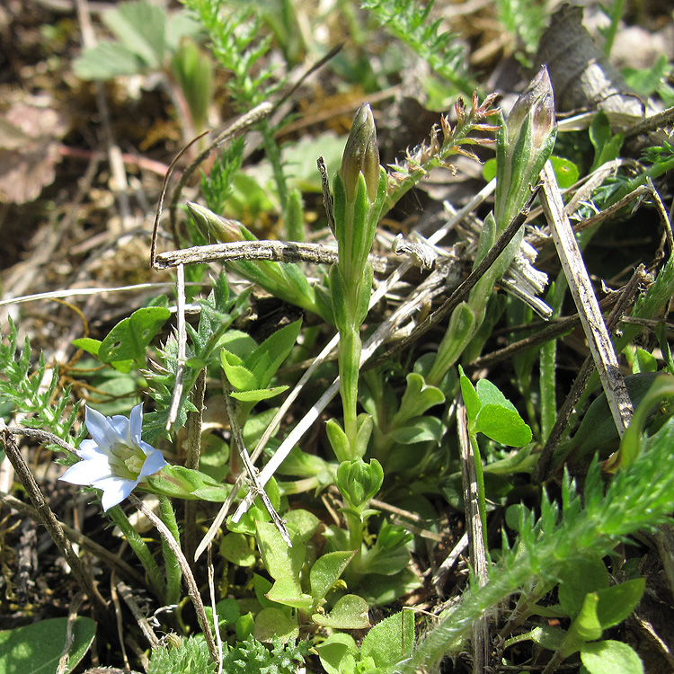 Изображение особи Gentiana aquatica.