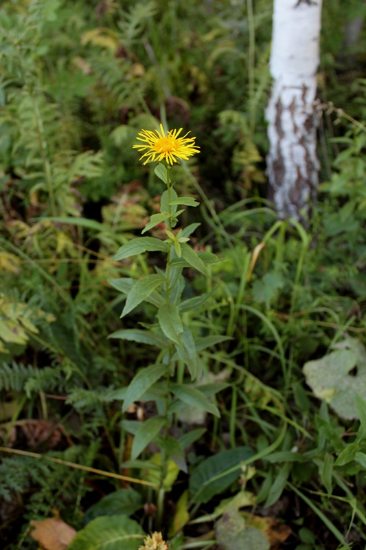 Image of Inula salicina specimen.