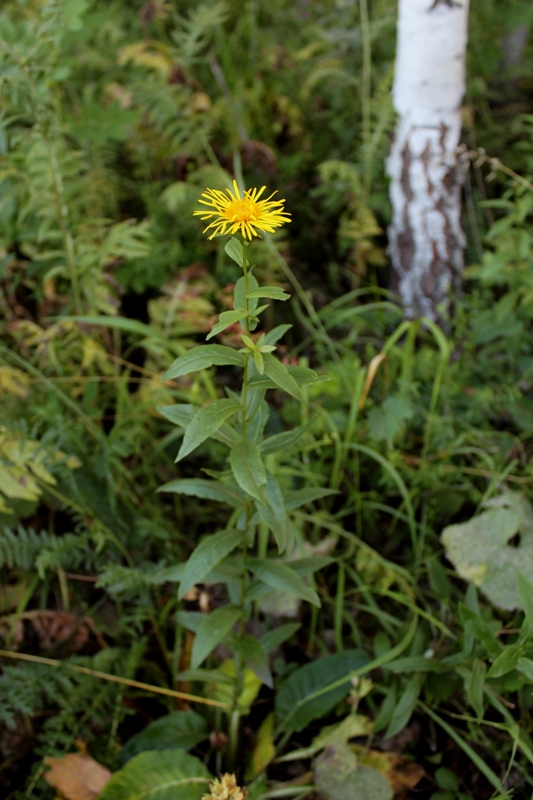 Изображение особи Inula salicina.