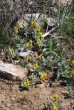 Corydalis sewerzowii. Цветущие растения. Южный Казахстан, горы Каракус. 03.04.2012.