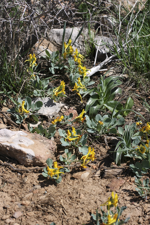 Image of Corydalis sewerzowii specimen.