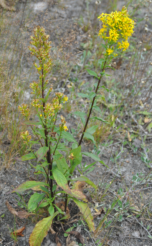 Изображение особи Solidago virgaurea.