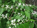 Lonicera maackii. Побеги с соцветиями. Украина, Киев, Национальный ботанический сад. 12.05.2010.