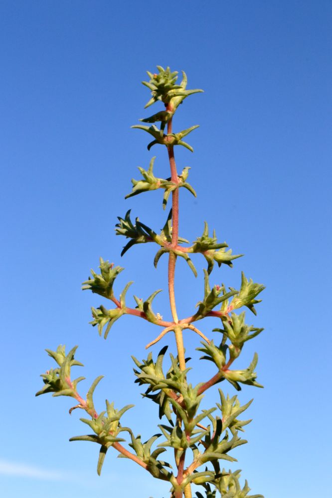 Image of Petrosimonia brachiata specimen.