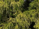 Chamaecyparis pisifera. Побеги средней части кроны взрослого дерева (культивар ´Filifera aurea´). Германия, г. Krefeld, ботанический сад. 31.07.2012.