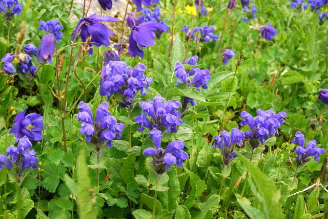 Изображение особи Dracocephalum grandiflorum.