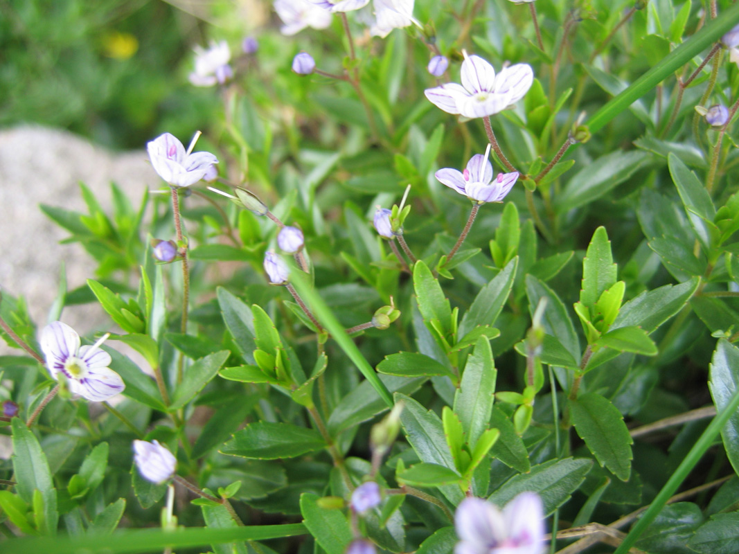 Image of Veronica baumgartenii specimen.