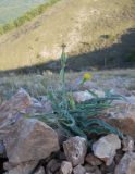 Scorzonera crispa. Цветущее растение. Крым, гора Чатырдаг, нижнее плато, каменистый склон. 29 сентября 2012 г.