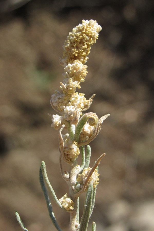 Image of Krascheninnikovia ceratoides specimen.