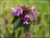 Lamium purpureum. Верхушка стебля с соцветием. Украина, Запорожье, о-в Хортица. Апрель 2009 г.