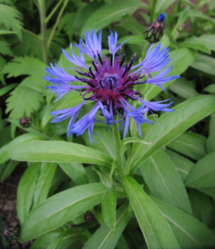 Image of Centaurea montana specimen.