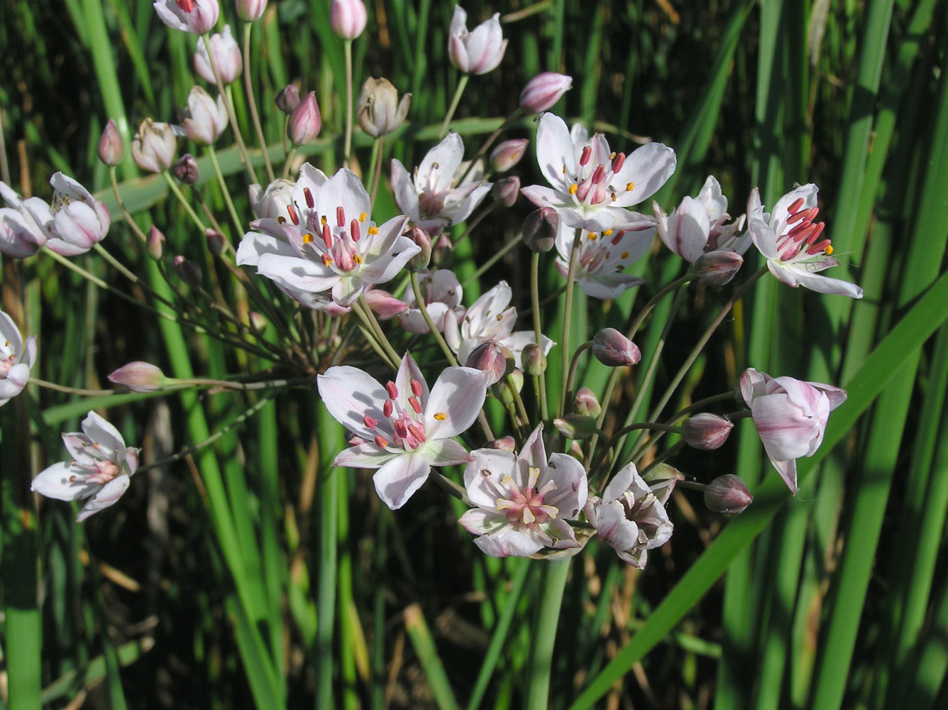 Изображение особи Butomus umbellatus.