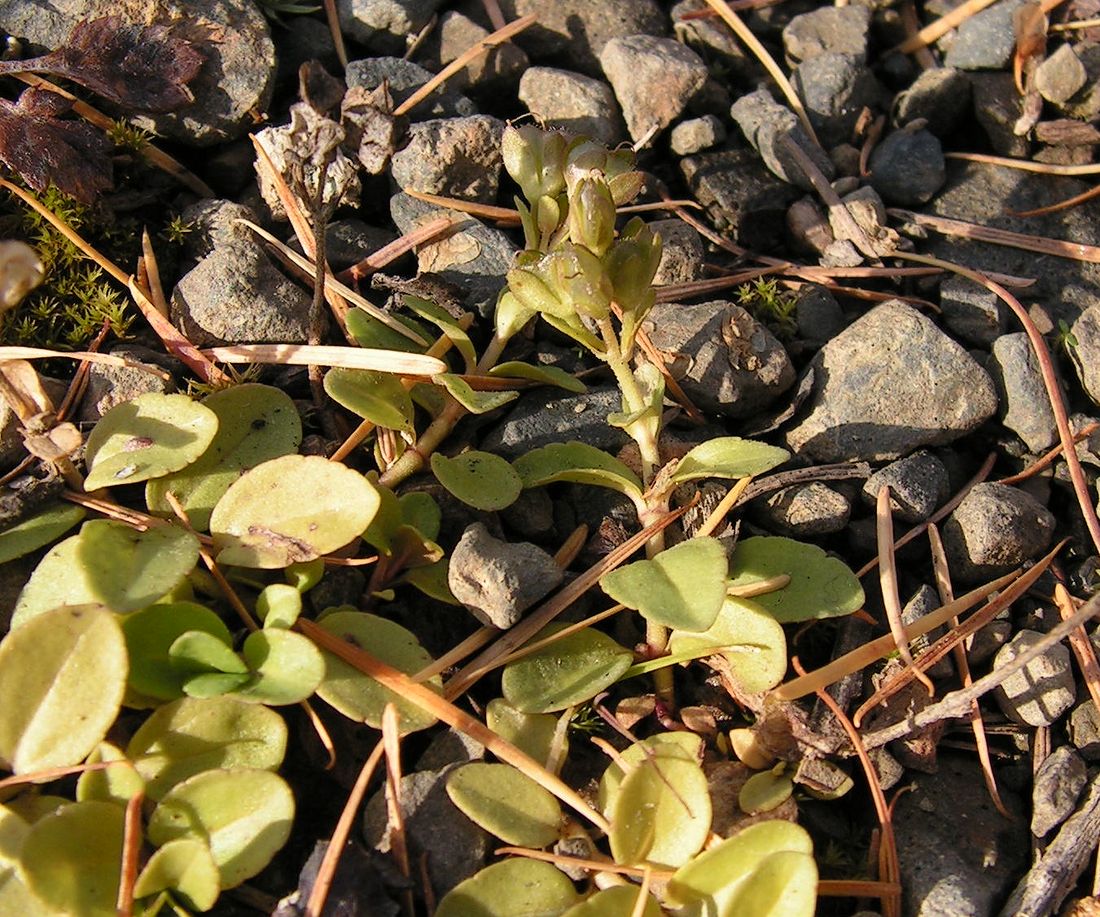 Изображение особи Veronica serpyllifolia.