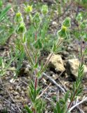 Potentilla astracanica. Соцветие. Ростовская обл., Куйбышевский р-н, окр. пос. Лысогорка. 15.05.2012.