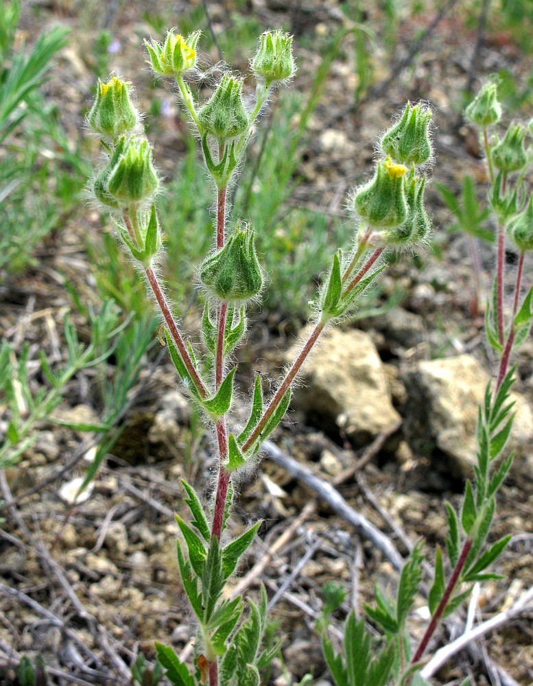 Image of Potentilla astracanica specimen.