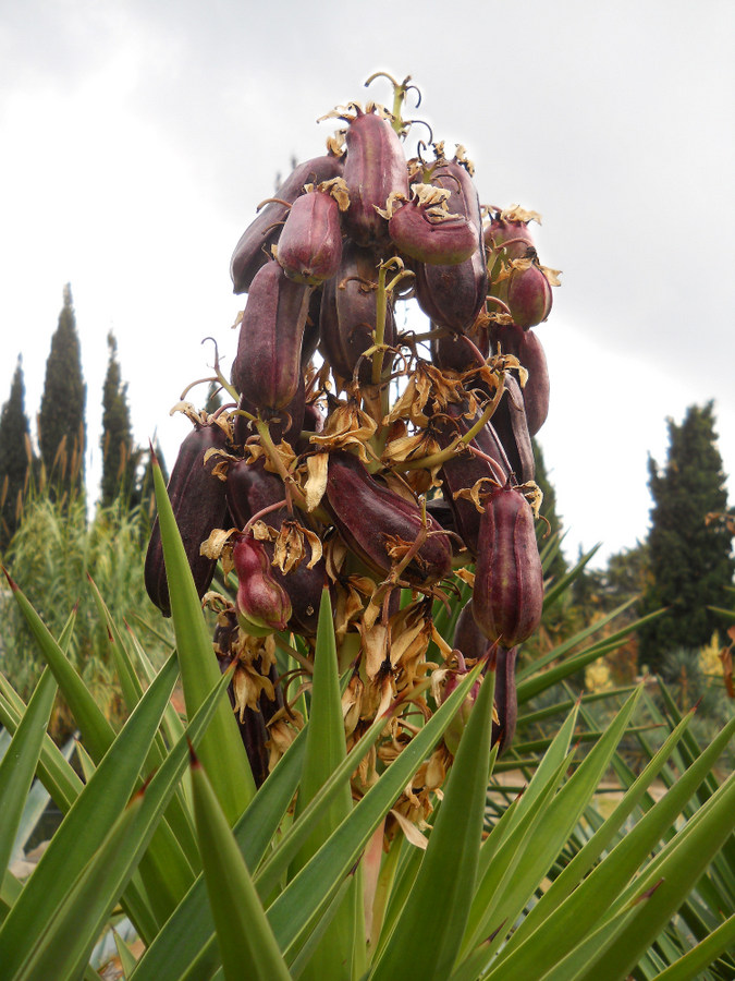 Изображение особи Yucca aloifolia.