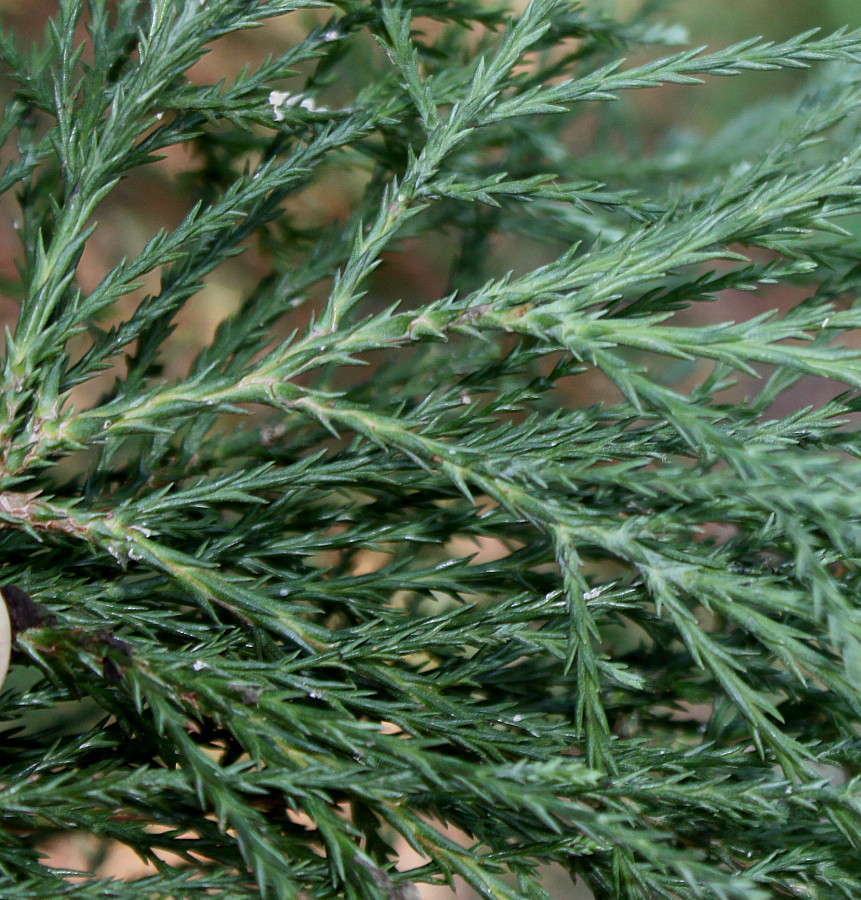 Image of Sequoiadendron giganteum specimen.