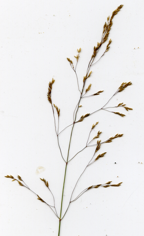 Изображение особи Agrostis canina.