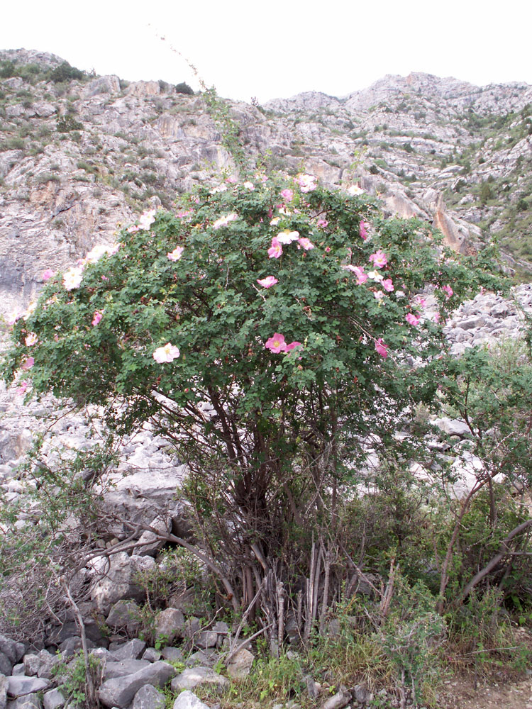 Image of Rosa webbiana specimen.