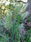 Cynosurus echinatus