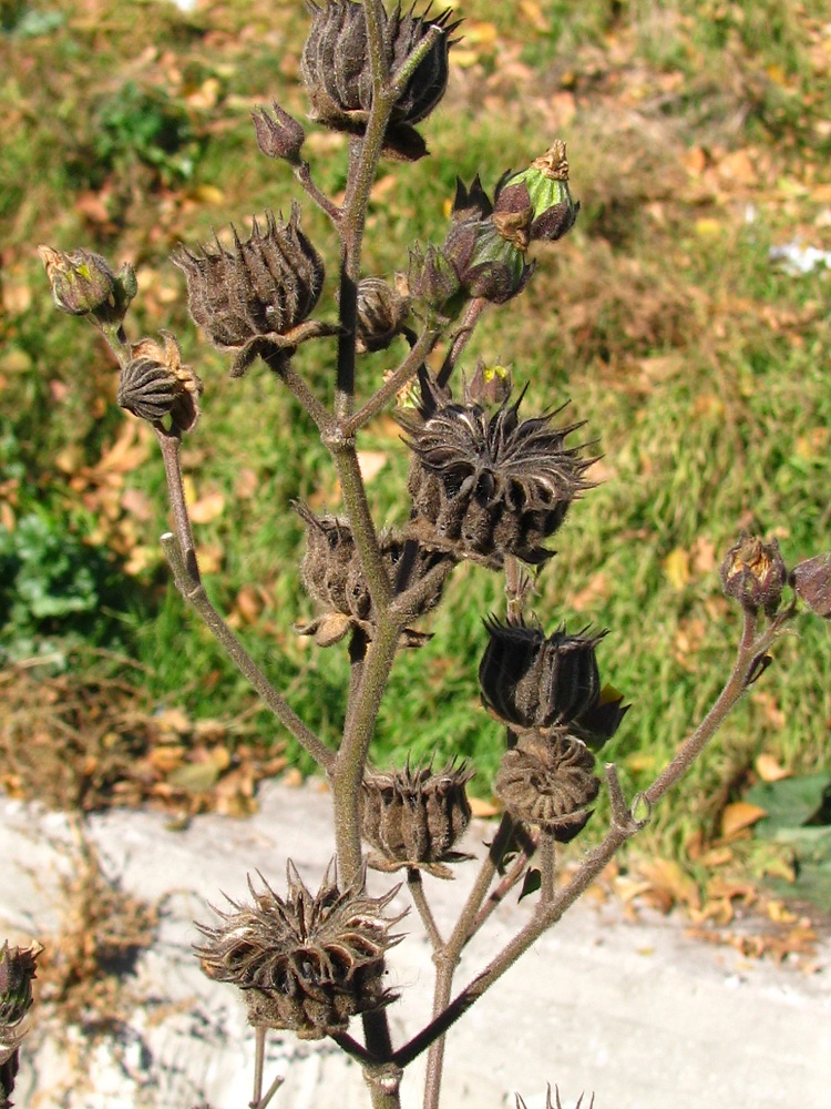 Image of Abutilon theophrasti specimen.