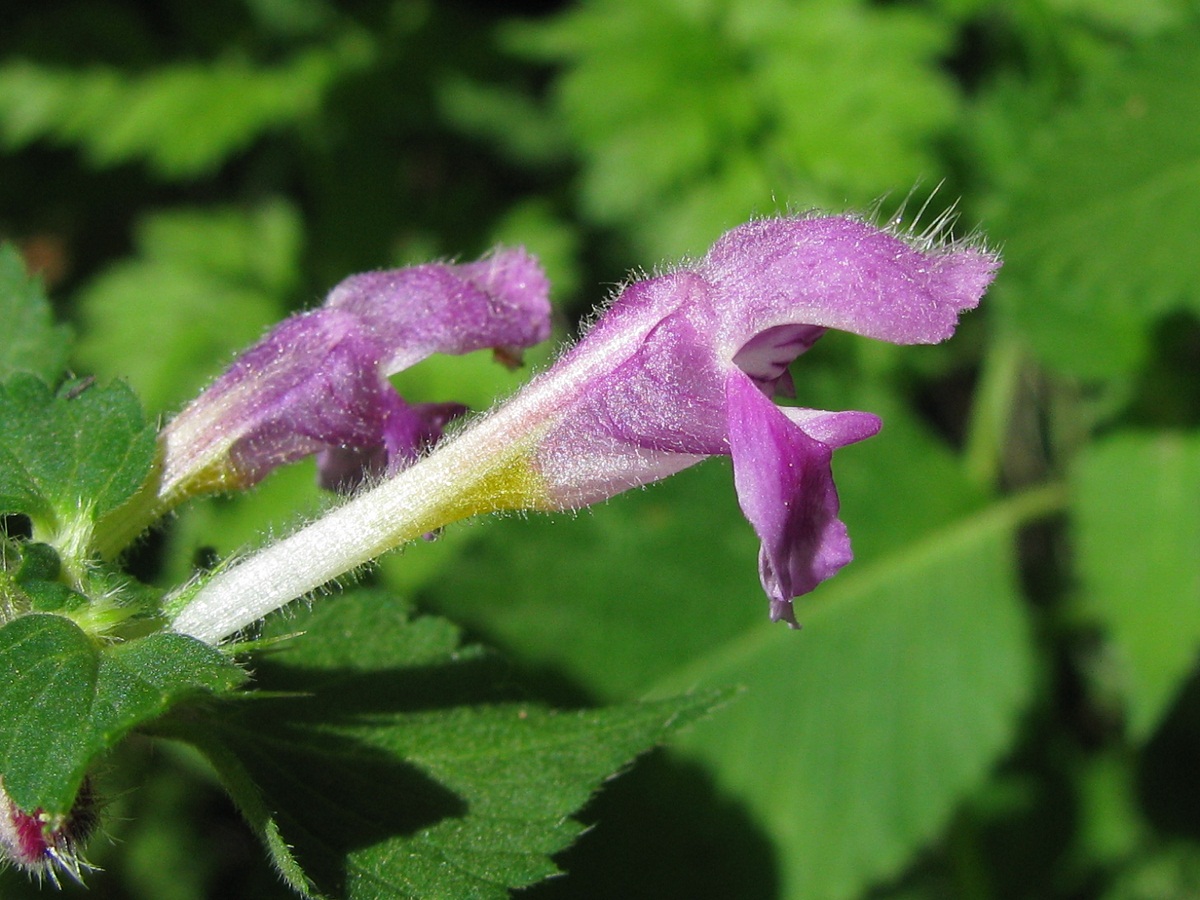 Изображение особи Galeopsis pubescens.