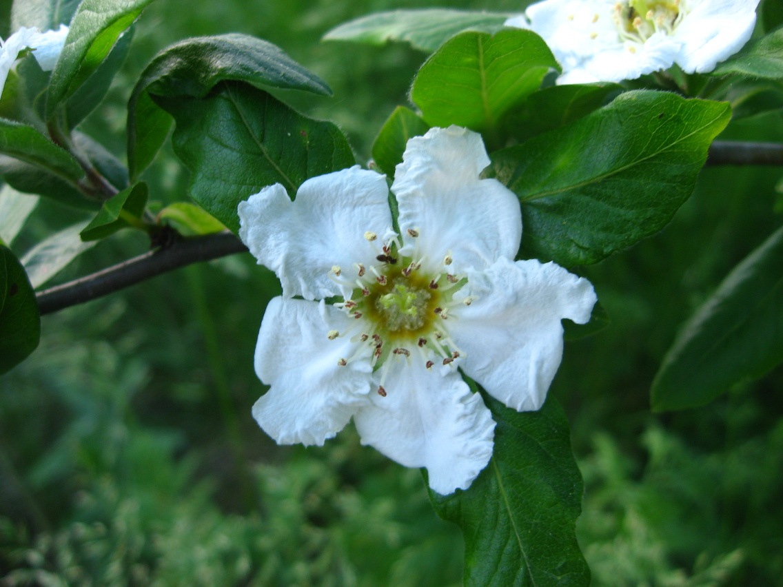 Изображение особи Mespilus germanica.