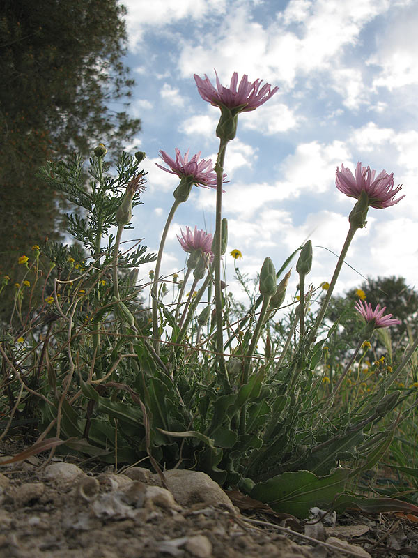 Image of Scorzonera papposa specimen.