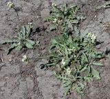 Capsella bursa-pastoris