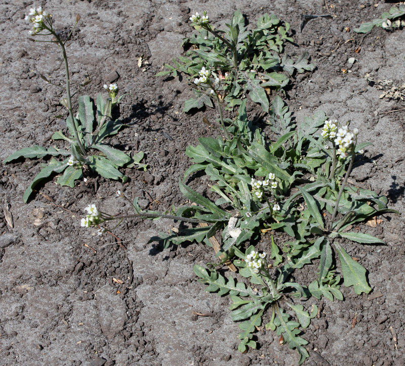 Изображение особи Capsella bursa-pastoris.