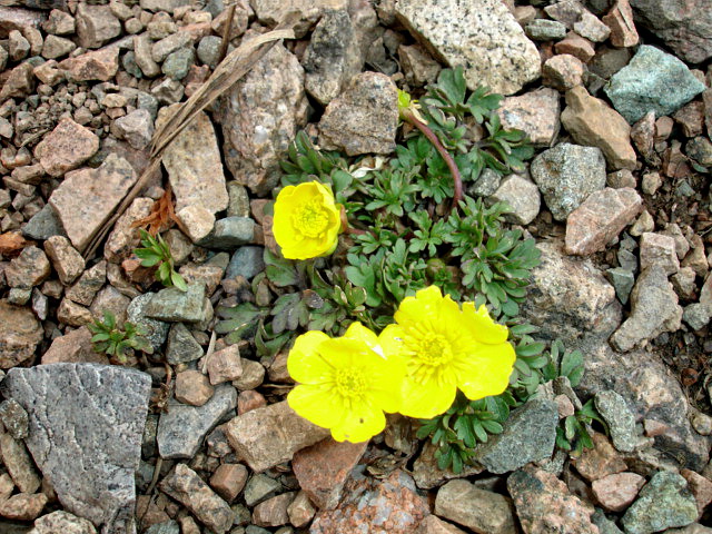 Изображение особи Ranunculus gelidus.