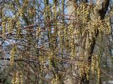 Stachyurus praecox