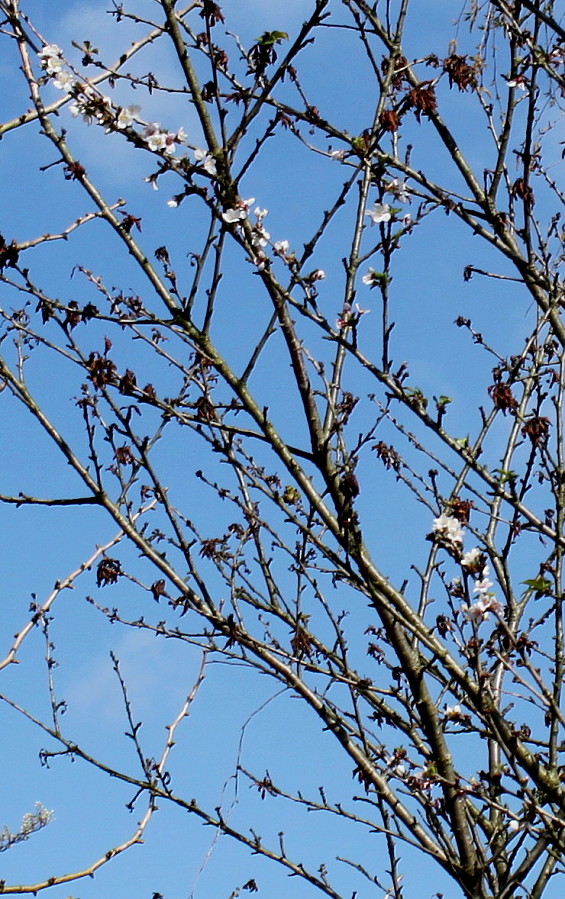 Изображение особи Prunus alleghaniensis.
