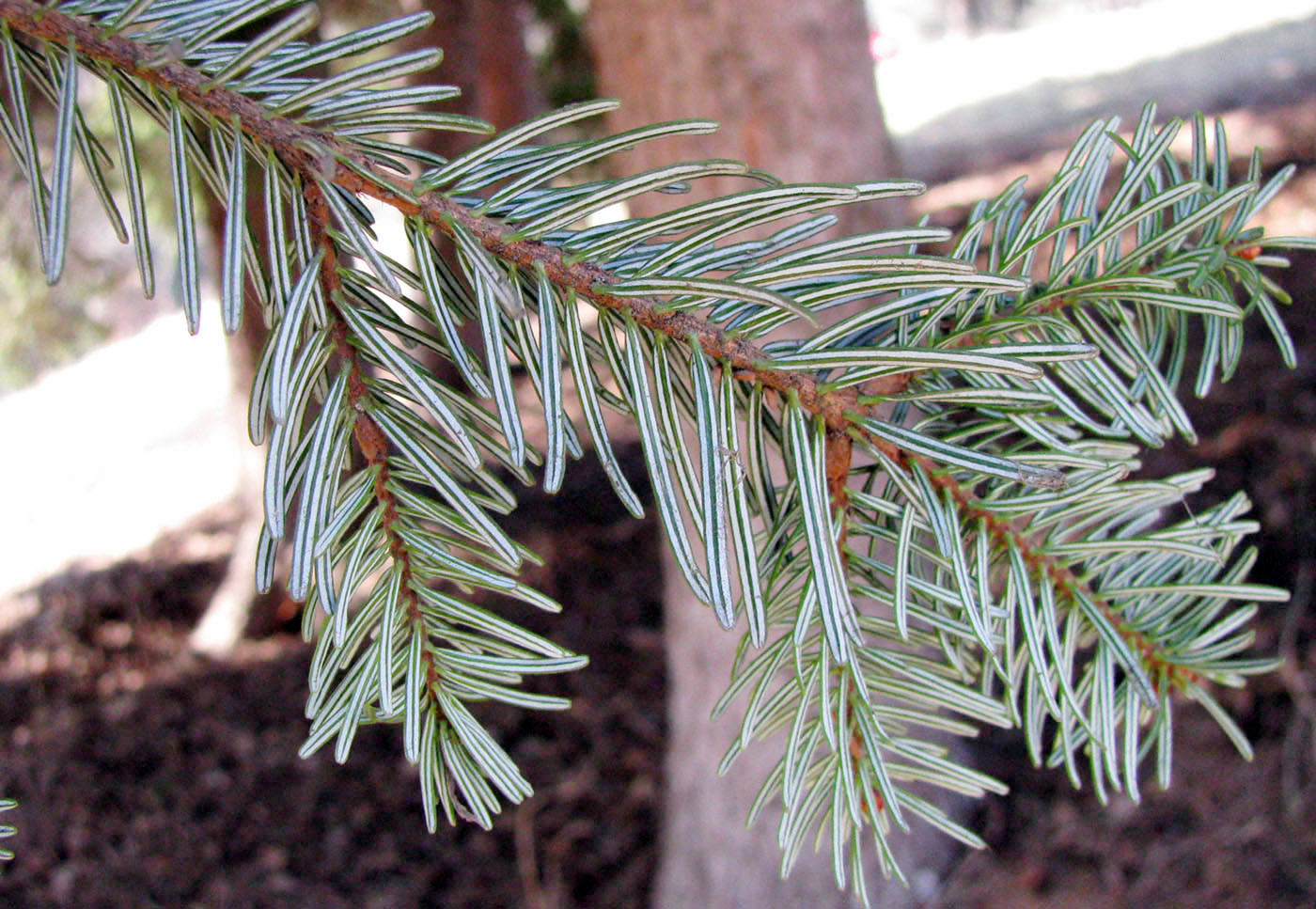 Image of Abies nordmanniana specimen.