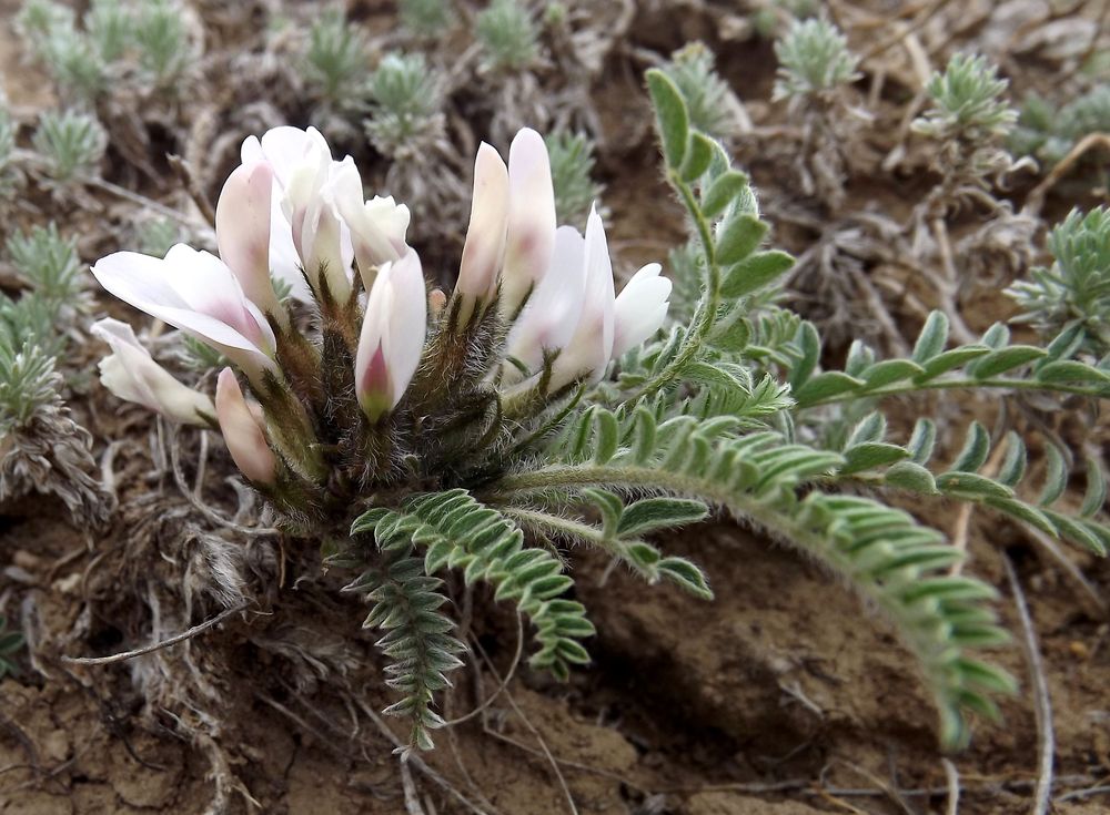 Изображение особи Astragalus testiculatus.