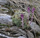 Saxifraga sempervivum