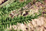 Oxytropis macrodonta. Лист. Узбекистан, Ташкентская обл., зап. отроги Чаткальского хр., ур. Чимган, склон горы Кызылджар. 18.05.2013.