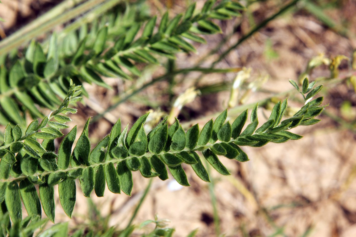 Image of Oxytropis macrodonta specimen.