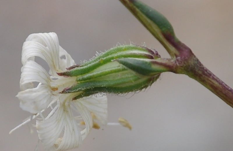 Изображение особи Silene dichotoma.