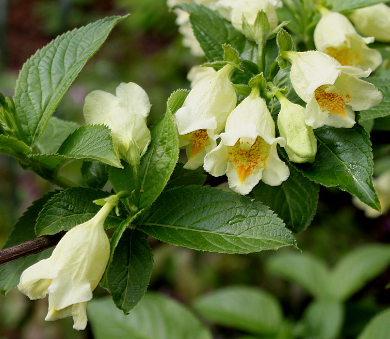 Изображение особи Weigela middendorffiana.