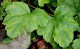 Heuchera &times; brizoides