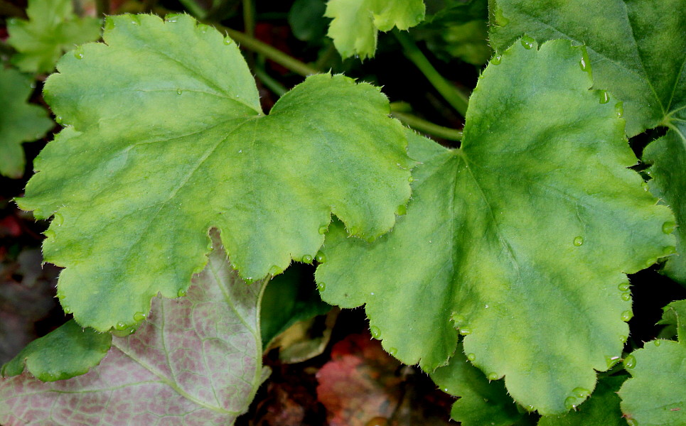Image of Heuchera × brizoides specimen.