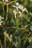 Clematis lathyrifolia