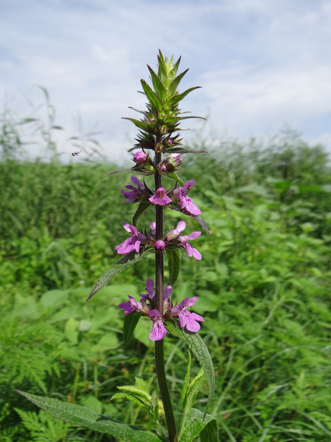 Image of Stachys palustris specimen.