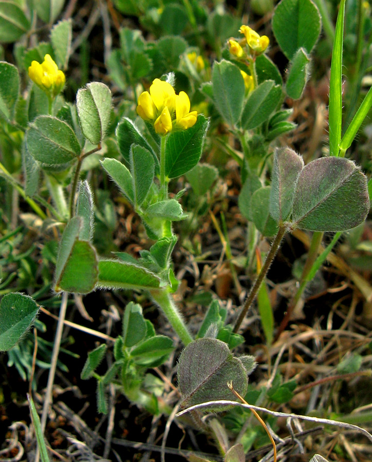 Изображение особи Medicago minima.