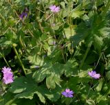 Geranium pyrenaicum