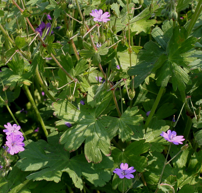 Изображение особи Geranium pyrenaicum.