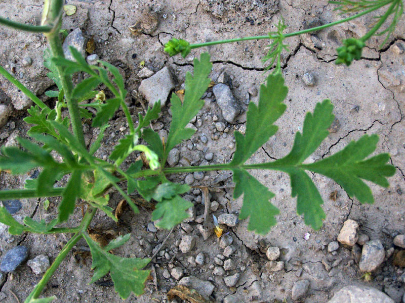 Изображение особи Turgenia latifolia.