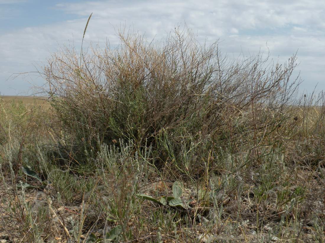 Изображение особи Salsola laricina.